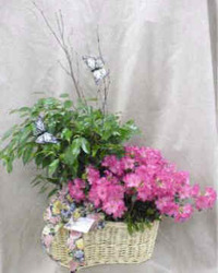 Green & Blooming Plants